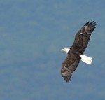 hawk
